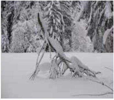 تأثير الطقس على النبات